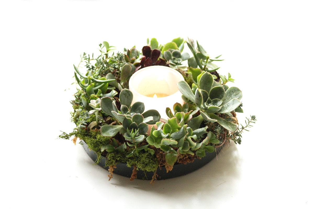Round succulent centerpiece