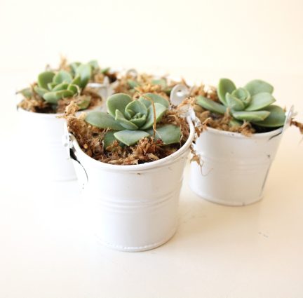 Mini Succulent Wedding Favours, Bonbonniere - Image 3