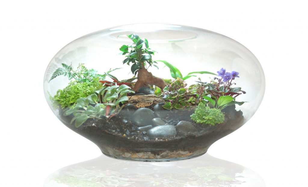 Giant Imaginarium Terrarium Botanista Home of Fleurieu Gifts