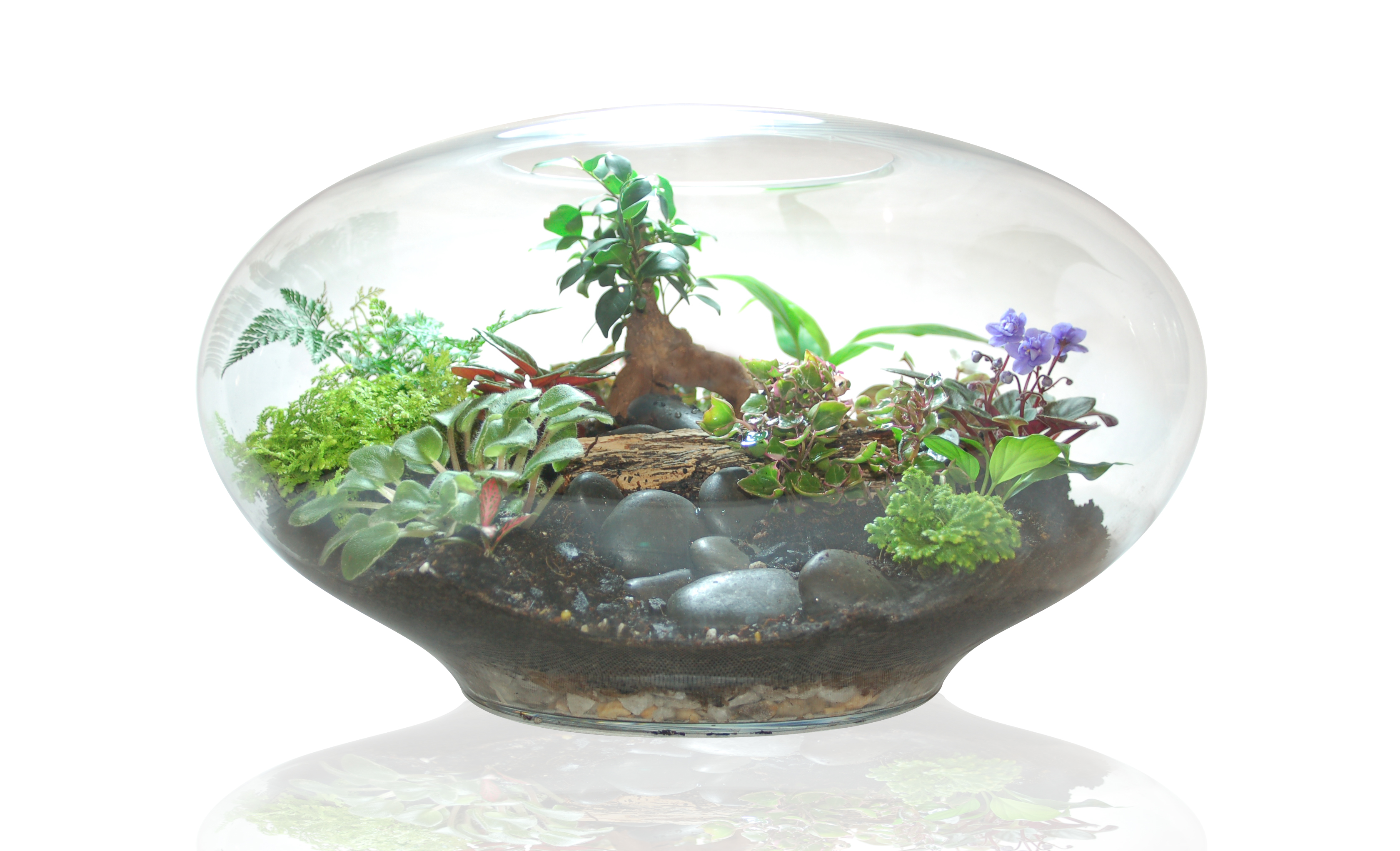 Giant imaginarium terrarium by Fleurieu Gifts