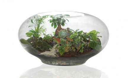 Giant Imaginarium Terrarium by Fleurieu Gifts.