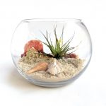 a terrarium featuring sand, an airplant, shells and preserved moss