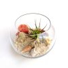 seascape terrarium featuring an airplant, shells and moss.