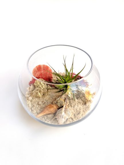 seascape terrarium featuring an airplant, shells and moss.