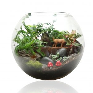 Terrariums and Supplies