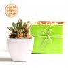 Succulent Teacher's Gift