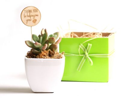 Succulent Teacher's Gift