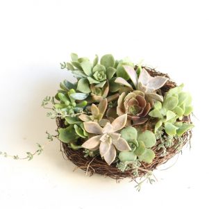 Small succulent nest