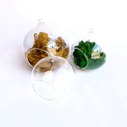 Glass bubble terrariums in two sizes