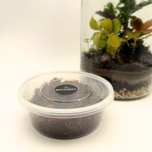 A small plastic tub of springtails and coco peat sits in front of a closed terrarium.