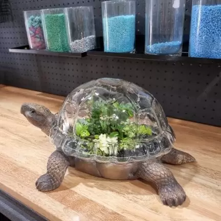 Turtle shaped terrarium