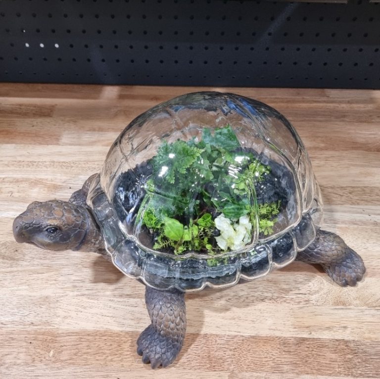 Turtle shaped Terrarium Botanista Home of Fleurieu Gifts