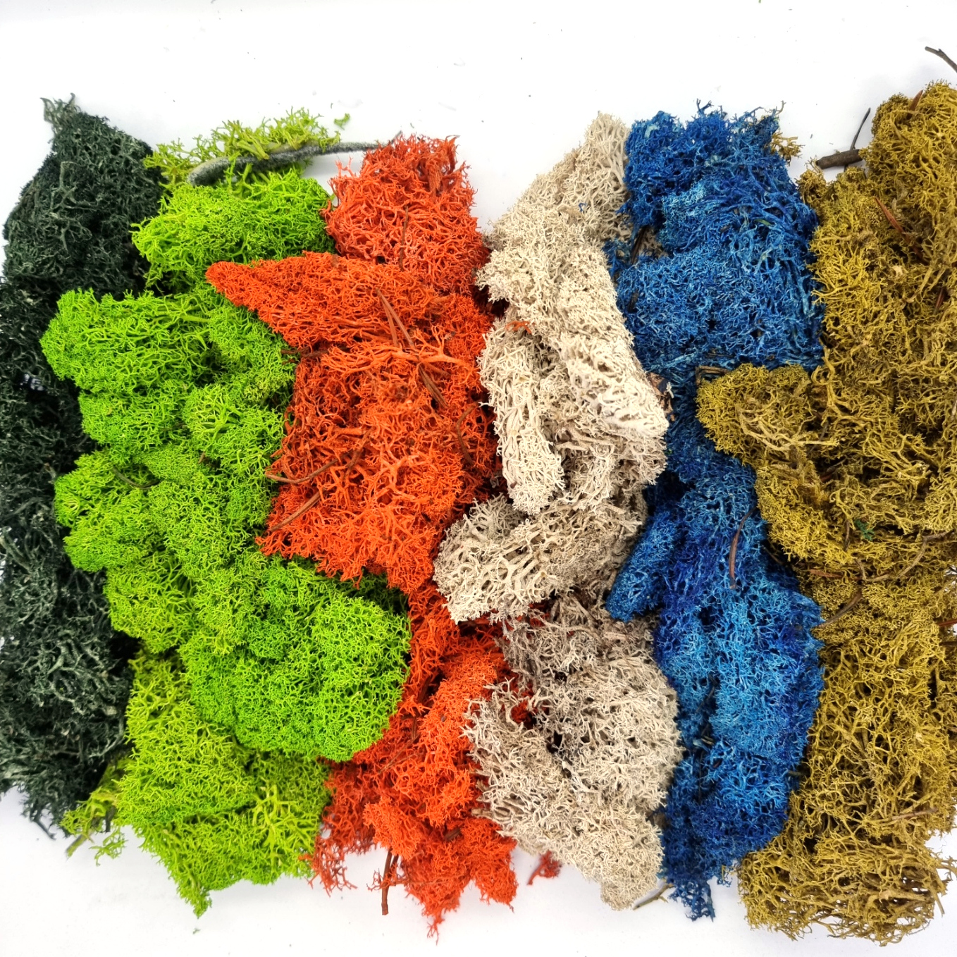 Preserved Reindeer Moss 50g Botanista Home Of Fleurieu Gifts