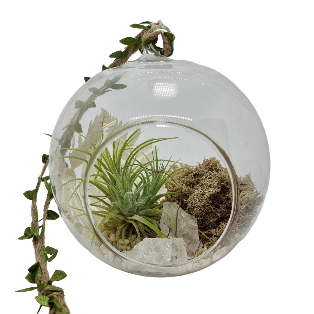 Air plant bubble terrarium