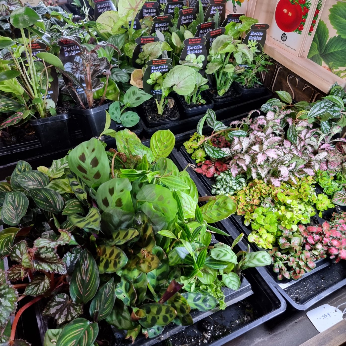 Terrariums, plants and fairy gardens in Adelaide, Australia