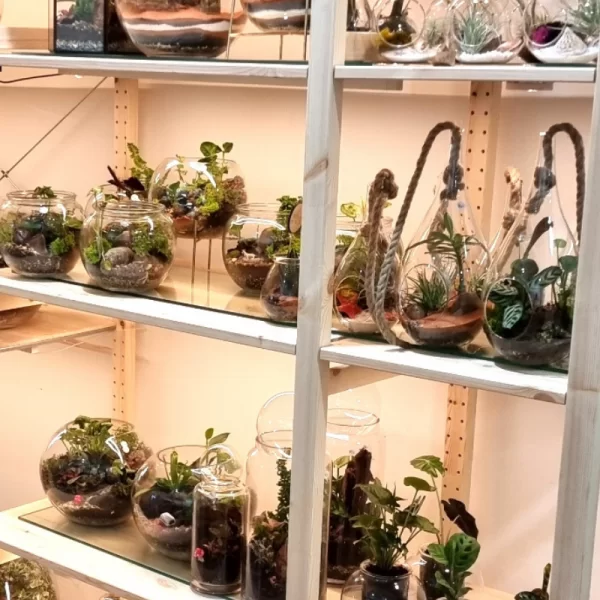 Terrariums, plants and fairy gardens in Adelaide, Australia