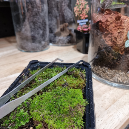 Live moss in container