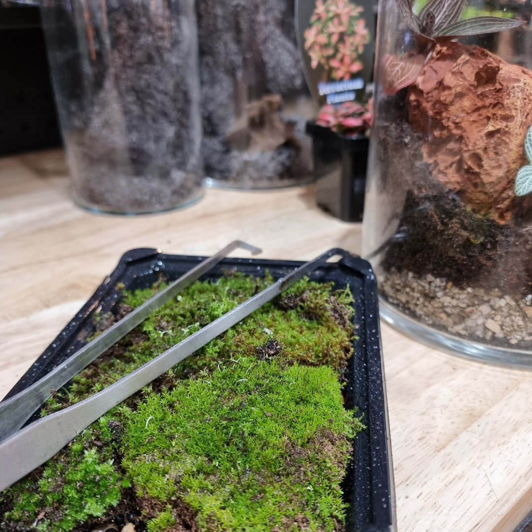 Live Moss Terrarium