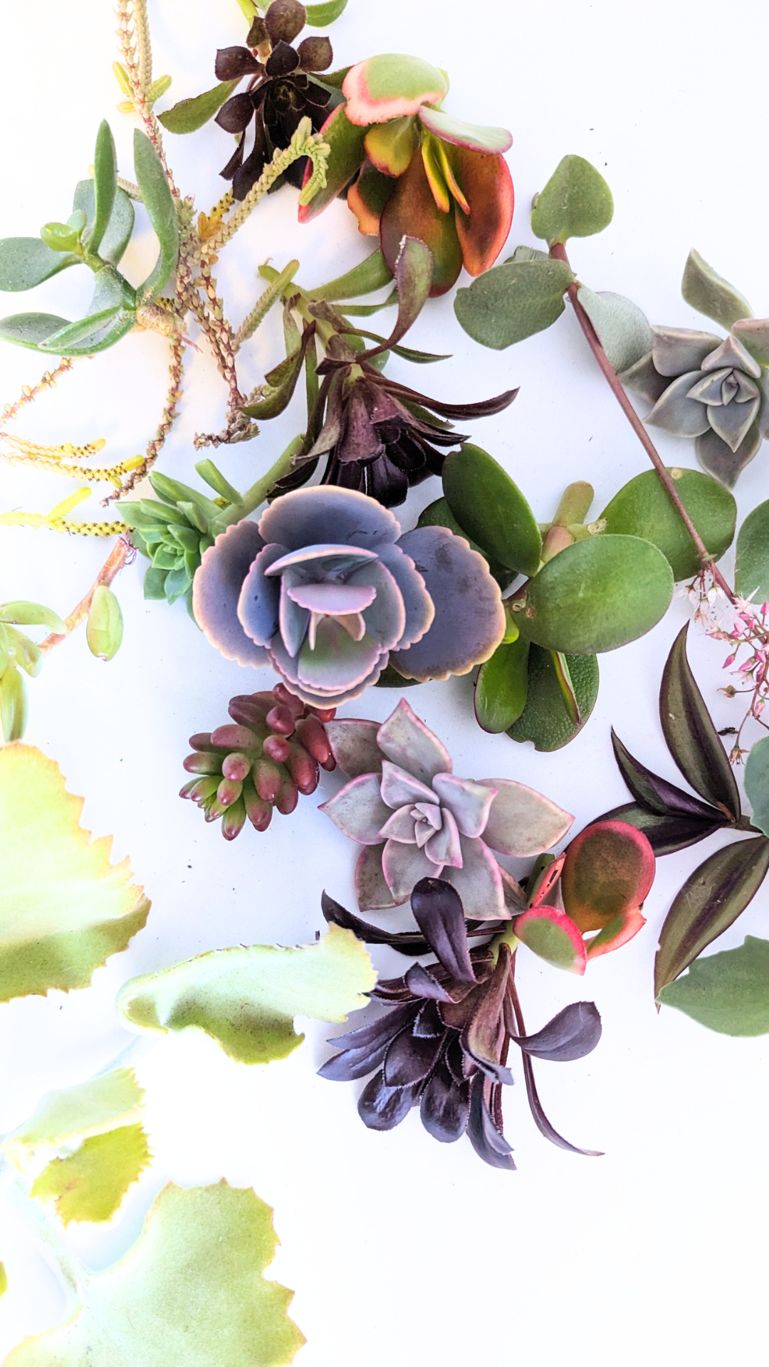 assorted succulent cuttings