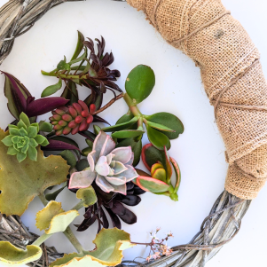 wreath frame with assorted succulent cuttings.