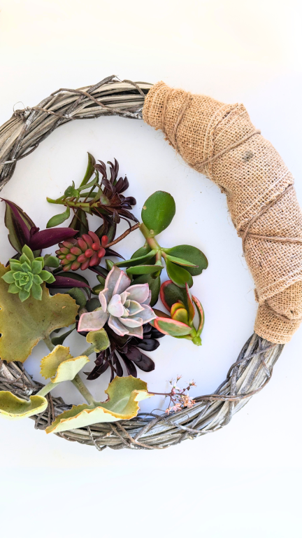 wreath frame with assorted succulent cuttings.