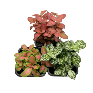 Mixed Fittonia Terrarium Plants 3 Pack