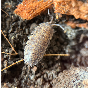 Isopods Porcellio Scaber Lemonade