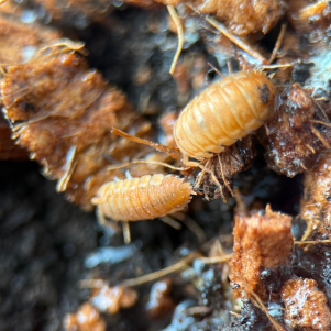Isopods Porcellio Scaber Orange