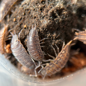Isopods Porcellionides Sexfasciatus - Six Striped Isopods