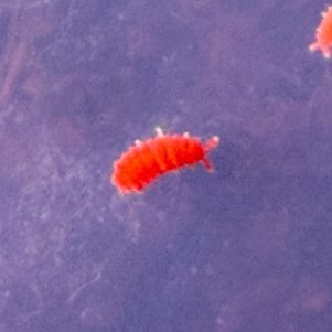 Tropical Red Springtails